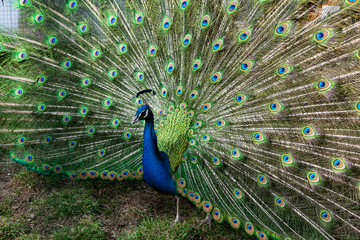 The most beautiful bird in the world is a peacock from the chicken family with a large and bright tail like a chic fan of feathers with eyes for protection. An animal from the pheasant family.