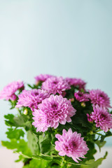 Violet chrysanthemum – home flowers in bloom. Floral background