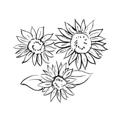 Sunflowers Illustrations