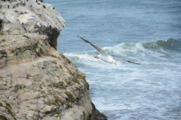 Naklejka premium SANTA CRUZ, CALIFORNIA, USA - JULY 3, 2019: Birds flying over the ocean