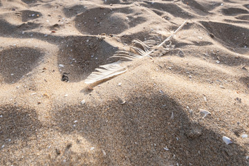Footprints on sand beach along sea at dawn, a white feather lies on the beach. Scheveningen, The Netherlands
