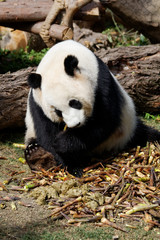 Panda w ZOO