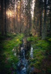 Mood forest landscape with idyllic creek and moss at sunny spring day in Finland