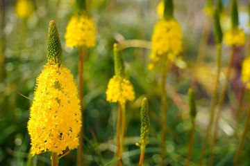 KYOTO BOTANICAL GARDEN