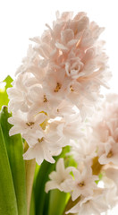 A hyacinth flower in pastel pink color on a white background, close up
