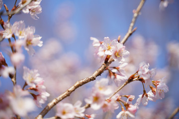 KYOTO BOTANICAL GARDEN