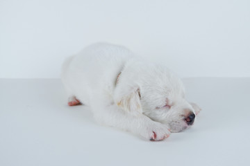 Puppy sleeping peacefully on white background