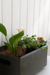 Green plants in a gray wooden box on a background of a white wall in the interior. Dressing plants at home. Home plant growing.