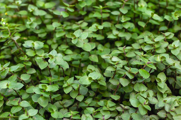 Close up of green leaves of Callisia Repens in garden. Turtle Vine plant background