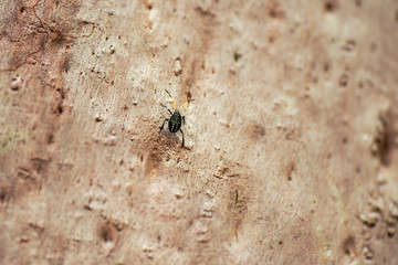 Common Gum Tree Shield Bug also known as Poecilometis patruelis.