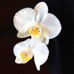 Naklejka na ściany i meble Fleur Orchidée isolée