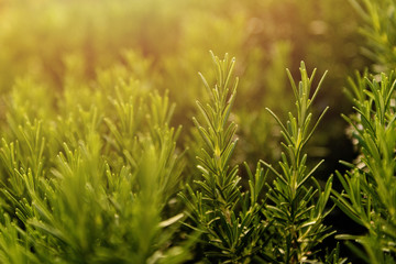 Detail of Rosemary Plant with soft focus foreground and background