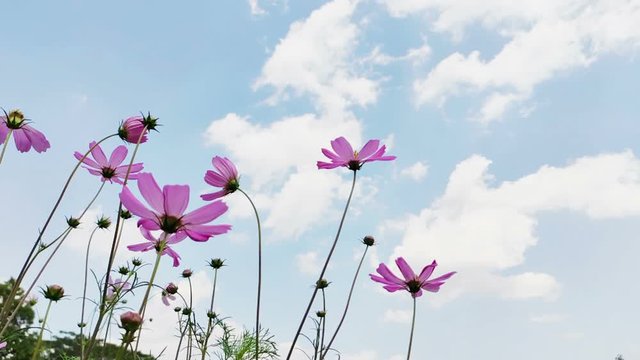 Beautiful flowers in blooming scene nature landscape backgrounds.Cosmos Flowers with the wind blowing.