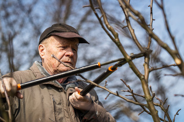 Senior man pruning tree at his orchard