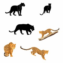 Hand drown illustration of jaguar and leopard animals. Exotic safari set. - obrazy, fototapety, plakaty