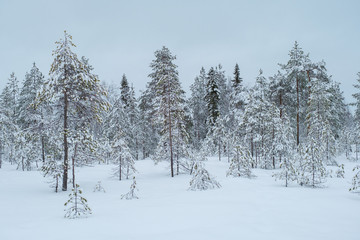 Winter beautiful landscape with trees covered with hoarfrost