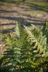 KYOTO BOTANICAL GARDEN