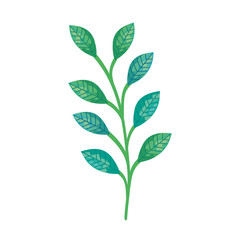branch with leafs natural isolated icon vector illustration design