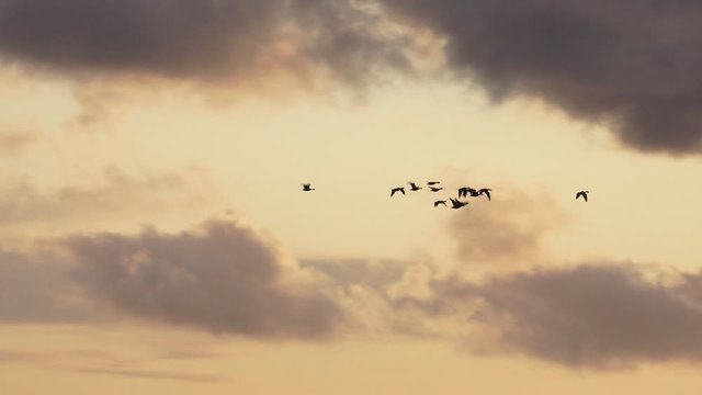 Geese flying in migration in evening sky England UK 4K