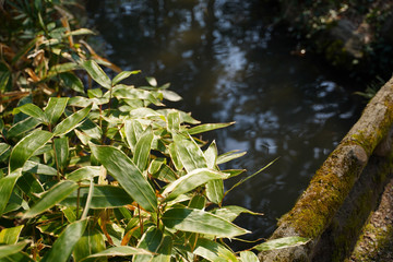 KYOTO BOTANICAL GARDEN