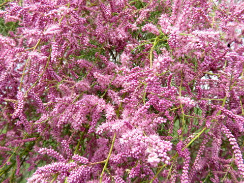 Pink Flowering Tamarisk Branched.