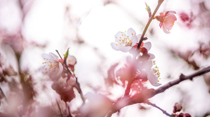 the beauty of apricot blossom in spring