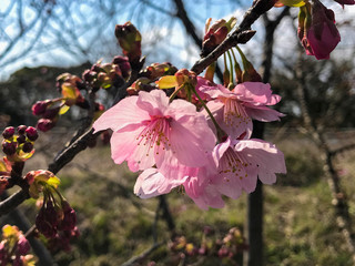 陽光桜咲く