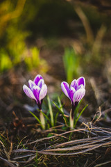 ornamental white with purple crocus vernus in garden, early spring flower