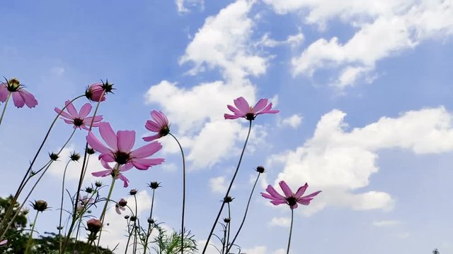 Beautiful flowers in blooming scene nature landscape backgrounds.Cosmos Flowers with the wind blowing.