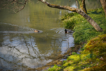 KYOTO BOTANICAL GARDEN