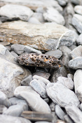 rare gray and orange shaped stone pierced with other stones and rocks around. Wallpaper