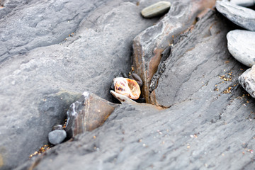 an orange sea shell stuck in the rocks among gray stones. Wallpaper.