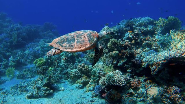 Following a turtle swimming above corals in the Red Sea
