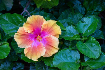 Rainbow hibiscus flower