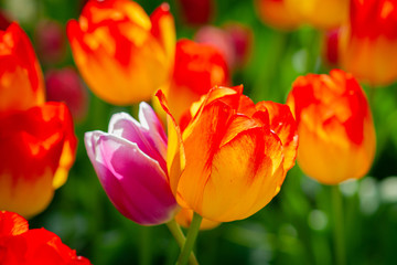 Fototapeta premium Colorful tulip flowers on a flowerbed on a sunny day of the spring season. Play of light and shadows on petals. Positive floral décor or background for your project.