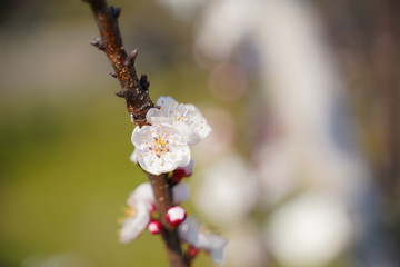 KYOTO BOTANICAL GARDEN