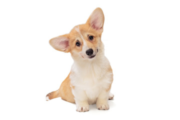 Cute Pembroke Corgi Puppy
