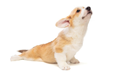 Funny Pembroke Corgi puppy stretches