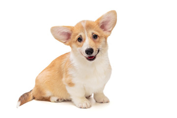 Smiling funny Pembroke Corgi puppy