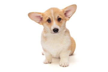 Cute Pembroke Corgi Puppy