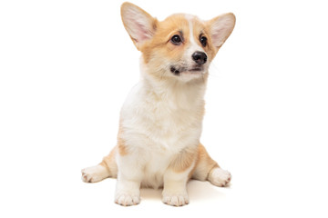 Obraz premium Funny Pembroke Corgi puppy