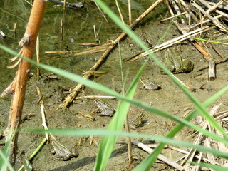A frog in the water and in the reeds on the river Bank