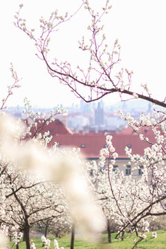 Spring in Prague, Petrin, Petrin Garden, Czech Republic, Prazske Jaro, Jaro v Praze