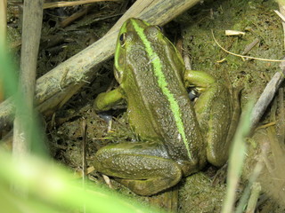 A frog in the water and in the reeds on the river Bank