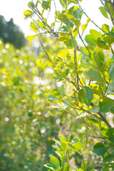 KYOTO BOTANICAL GARDEN