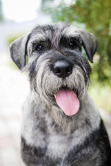 mittel schnauzer posing outdoors portrait outdoors