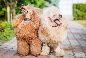 beautiful noble poodle smiling and posing in the street photo