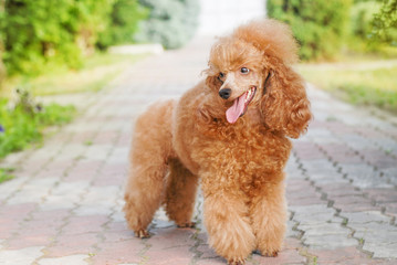 beautiful noble poodle smiling and posing in the street photo