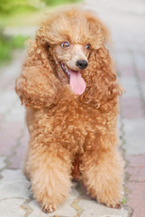 beautiful noble poodle smiling and posing in the street photo