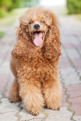 beautiful noble poodle smiling and posing in the street photo